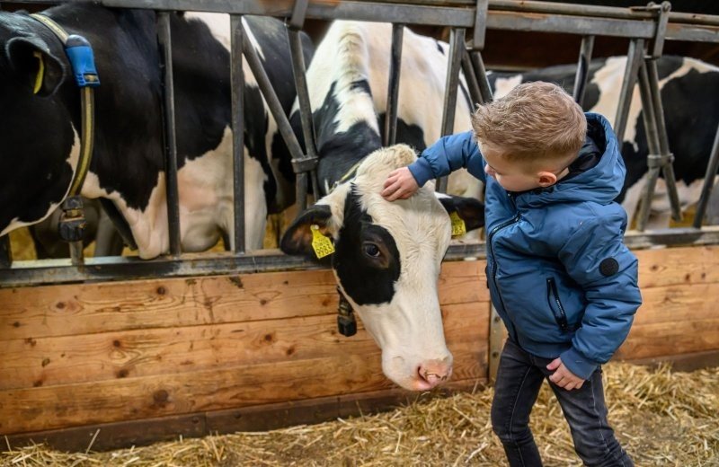 Boerderijsafari bij vakantiepark molenwaard