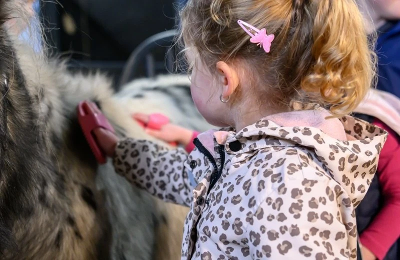 Grooming and caring for ponies